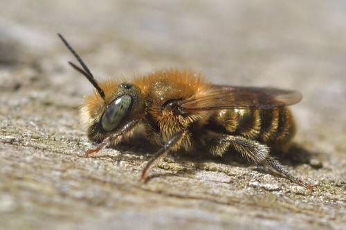 Réf. 251 208 : Osmia caerulescens
